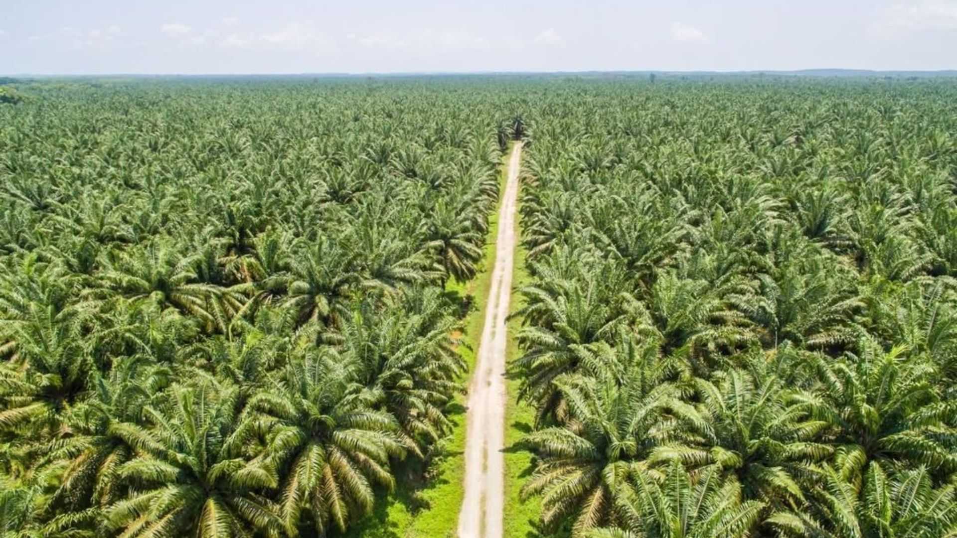 Benarkah Pohon Sawit Bisa Jadi Resapan Air?